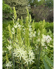 Camassia leichtlinii subsp. leichtlinii