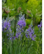 Camassia leichtlinii Caerulea Group (DB)