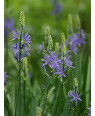 Camassia leichtlinii Caerulea Group (DB)