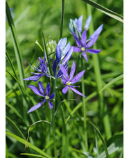 Camassia quamash (5xDB)