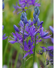 Camassia quamash (5xDB)