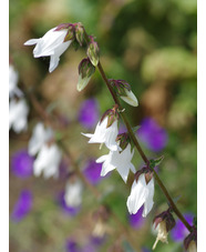 Campanula alliariifolia