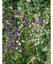 Campanula alliariifolia