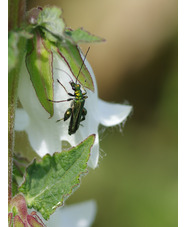 Campanula alliariifolia