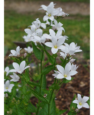 Campanula lactiflora 'Alba'