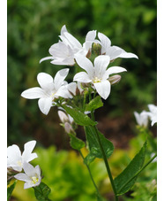 Campanula lactiflora 'Alba'