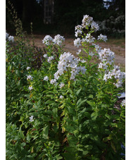 Campanula lactiflora 'Alba'
