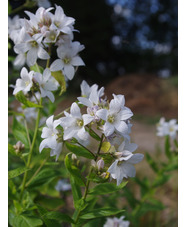 Campanula lactiflora 'Alba'
