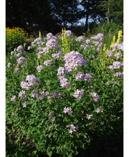 Campanula lactiflora 'Loddon Anna'