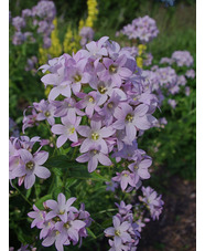 Campanula lactiflora 'Loddon Anna'