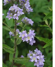 Campanula lactiflora 'Prichard's Variety'