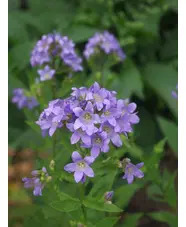 Campanula lactiflora 'Prichard's Variety'