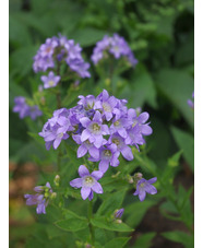 Campanula lactiflora 'Prichard's Variety'