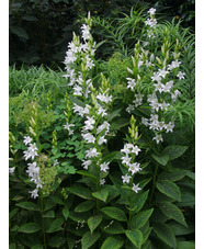 Campanula latifolia var. macrantha  'Alba'