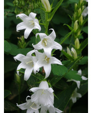 Campanula latifolia var. macrantha  'Alba'