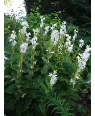 Campanula latifolia var. macrantha  'Alba'