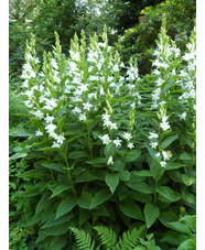 Campanula latifolia var. macrantha  'Alba'