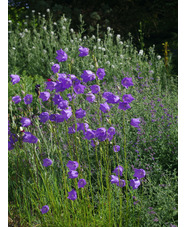 Campanula persicifolia