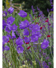 Campanula persicifolia