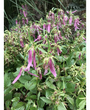 Campanula 'Pink Octopus'