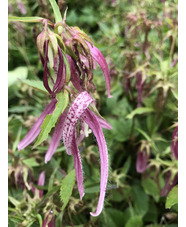 Campanula 'Pink Octopus'