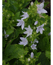 Campanula poscharskyana 'E. H. Frost' 