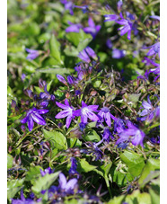 Campanula poscharskyana 'Stella'