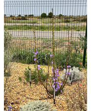 Campanula pyramidalis