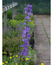 Campanula pyramidalis