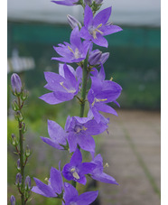 Campanula pyramidalis