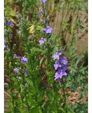 Campanula pyramidalis