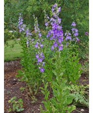 Campanula pyramidalis