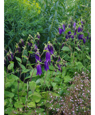 Campanula 'Sarastro'