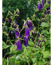 Campanula 'Sarastro'