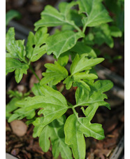 Cardamine diphylla 'Eco Cut Leaf'