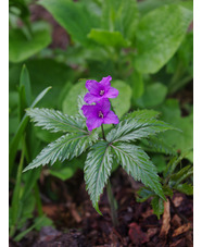 Cardamine glanduligera