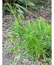 Carex muskingumensis