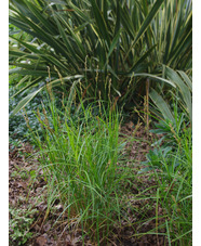 Carex muskingumensis