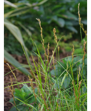 Carex muskingumensis