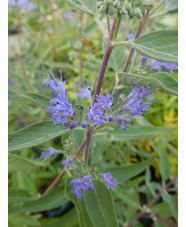 Caryopteris x clandonensis 'Dark Knight'