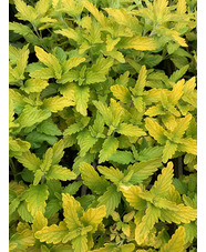 Caryopteris × clandonensis [Hint of Gold] ('Lisaura')