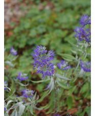 Caryopteris x clandonensis 'Arthur Simmonds'