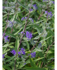 Caryopteris x clandonensis 'Arthur Simmonds'