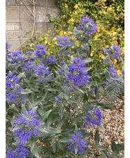 Caryopteris x clandonensis 'Heavenly Blue'