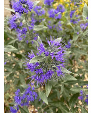 Caryopteris x clandonensis 'Heavenly Blue'