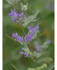 Caryopteris x clandonensis 'Heavenly Blue'