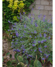 Caryopteris x clandonensis 'Heavenly Blue'