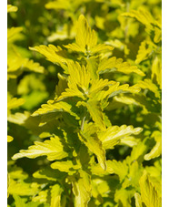 Caryopteris × clandonensis [Hint of Gold] ('Lisaura')