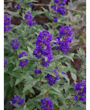 Caryopteris × clandonensis 'Longwood Blue'