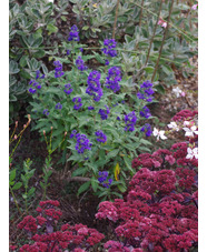 Caryopteris × clandonensis 'Longwood Blue'